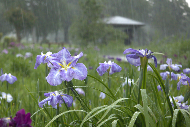 五月雨にけぶる　東京都葛飾区水元公園